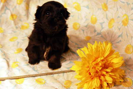 havanese-puppy-in-utah